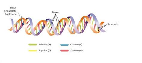 Struktur DNA Pengertian Ciri Sifat Dan Komponennya Lengkap