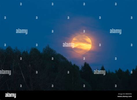 Full Moon Over Forest Stock Photo Alamy