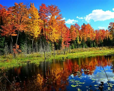 Northern Wisconsin In Fall Vilas County Beautiful Fall In The Tree