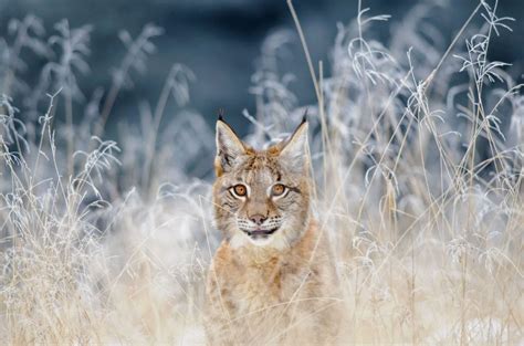 Winter Lynx Bing Wallpaper Download