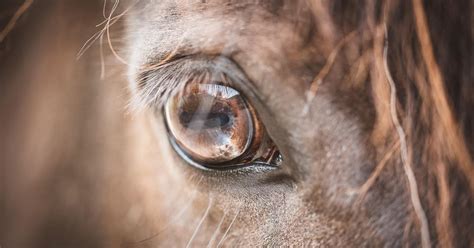 Dealing With Equine Eye Emergencies