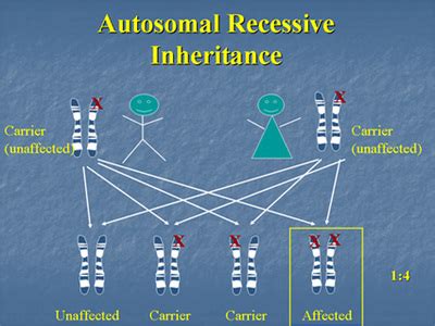 Recessive inheritance is when both matching genes must be abnormal to cause disease. How Disorder is Inherited - Retinitis Pigmentosa