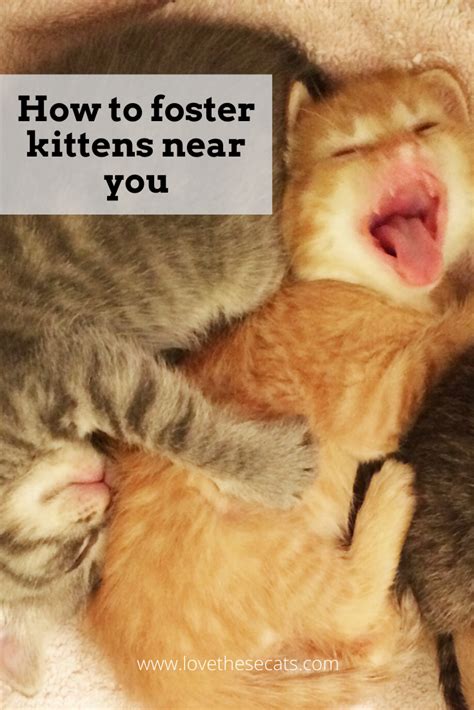 Ever Wanted To Foster Kittens Foster Kittens Foster Animals Kittens