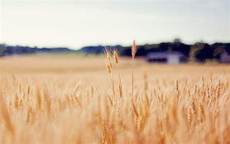 Wallpaper 1920x1200 Px Fields Grass Landscapes Macro Nature