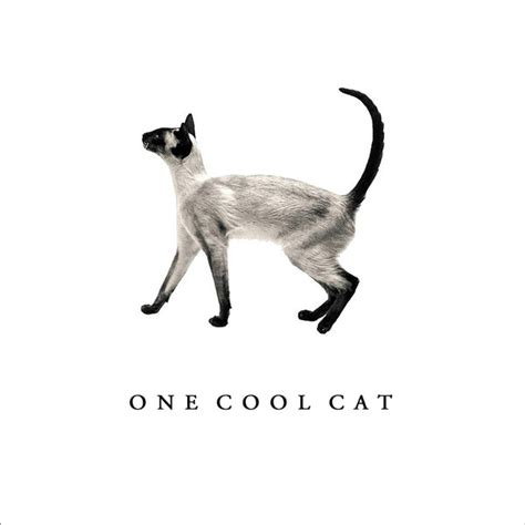 One Cool Cat Greeting Card Purrfect Cat Ts