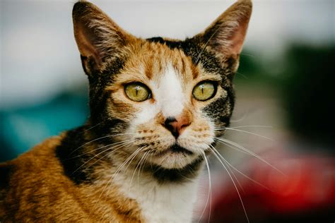 Understanding The Calico Cat Personality Traits And Characteristics