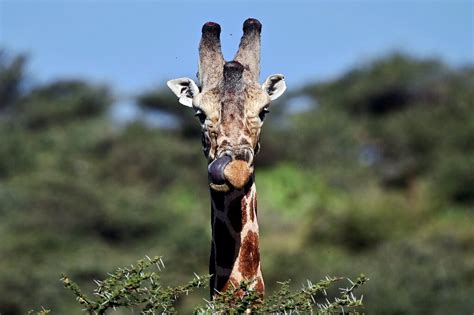 gentle giraffes threatened with silent extinction