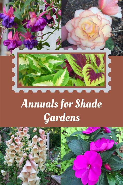 Gardening In Shade Best Annuals For Shade Gardens Gardening Know How
