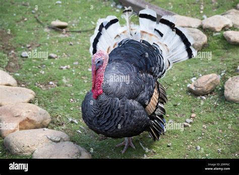 Turkey Meleagris Gallopavo At Poultry Farm Stock Photo Alamy