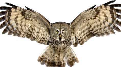 Owl Png Transparent Image Download Size 1038x576px