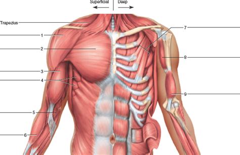 Anterior Chest Muscles Diagram Quizlet