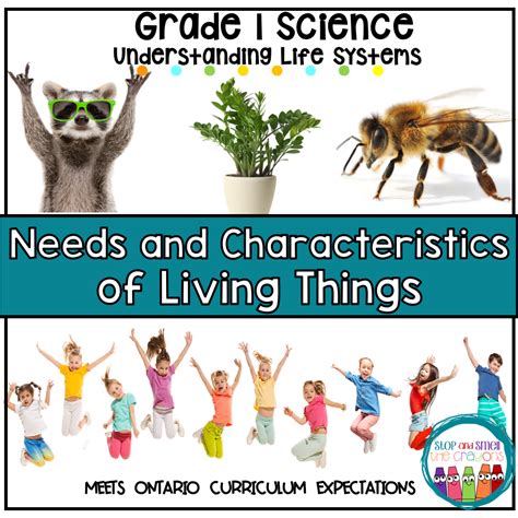 Needs And Characteristics Of Living Things Grade 1 Science
