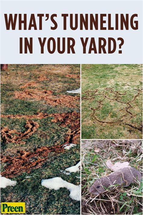 Whats Tunneling In Your Yard And How To Get Rid From It