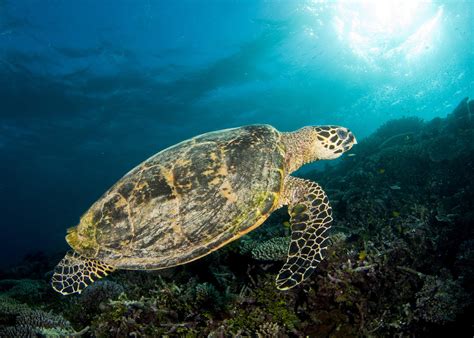 Discovering The Lifespans Of Marine Turtles Ecos