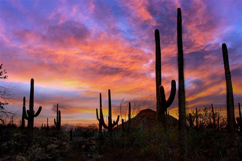 Sunset At Saguaro National Park Photograph By Barbara Manis Pixels