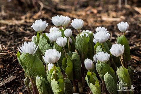 Fiche Sanguinaria Canadensis Flore Pleno