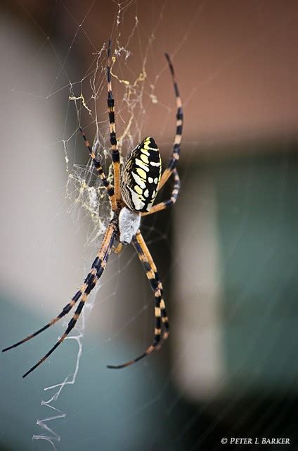Florida Garden Spider This Large Garden Spider 1 Flickr