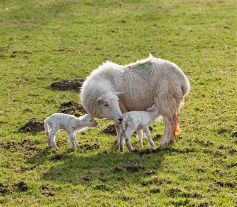 Week By Week Guide To Lamb Birthing Season Mother Earth News