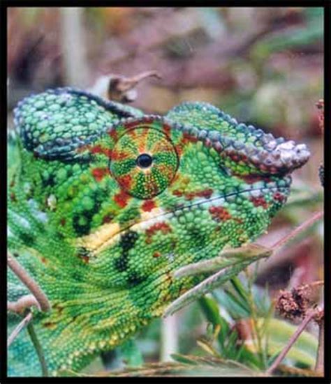 chameleon pictures  champion colour shifting reptile