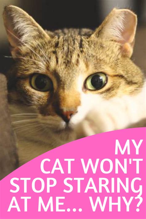 Did you know that when your cat meows at you, it is really just calling your attention to something? What Does It Mean When Your Cat Stares at You? How to ...