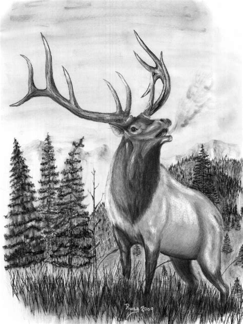 Elk Pencil Drawings At Explore Collection Of Elk
