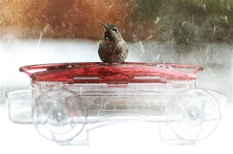 Keep Your Hummingbird Nectar From Freezing In Order To Provide Feeders