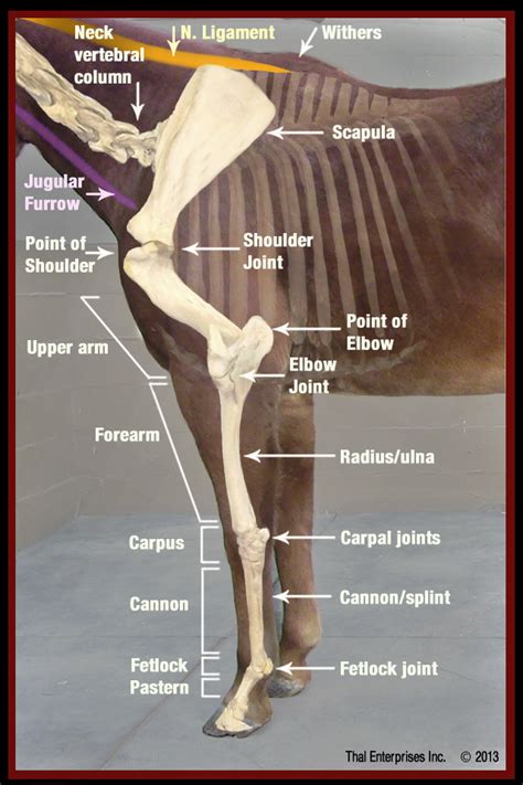 Equine Hind Leg Anatomy