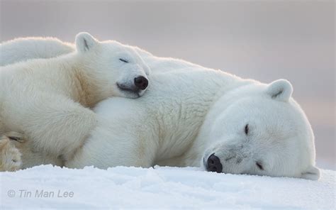 Polar Bear Mother And Cub Sleeping In The Snow Photorator
