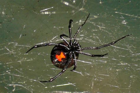 Black widow spiders are considered venomous spiders in north america. Are black widows among us? | Guest column | The Journal of ...