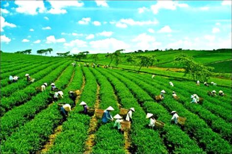 Vietnam To Foster Green Growth News Vietnamnet
