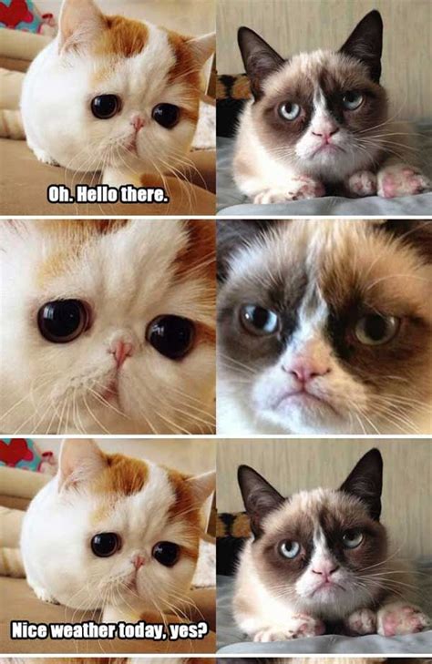 17 Best Images About Grumpy Cat On Pinterest Shopping