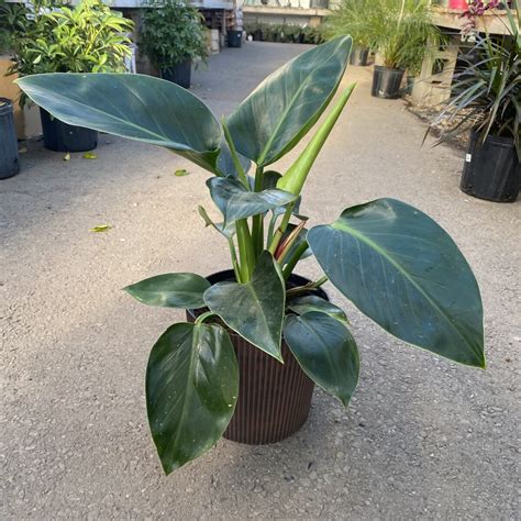 Philodendron Green Princess Philodendron Selloum ‘green Princess