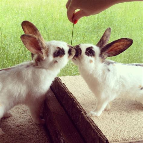 Bunny Kisses House Rabbit Bunny Cute