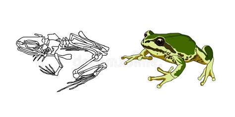 Le Squelette Des Amphibies Crapaud Grenouille Anatomie Vecteur