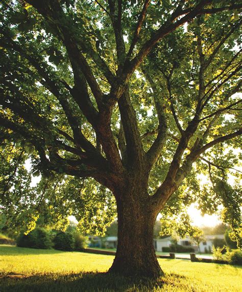 Cut Energy Costs With Shade Trees San Antonio Express News