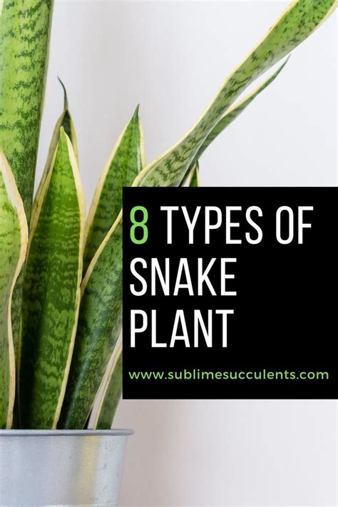Types Of Snake Plant Sansevieria Varieties In Types Of Snake