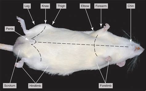Dissection Of The Rat Rattus Norvegicus Springerlink