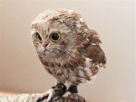 Cat Owls Are The Perfect Animal Crossover 16 Pics