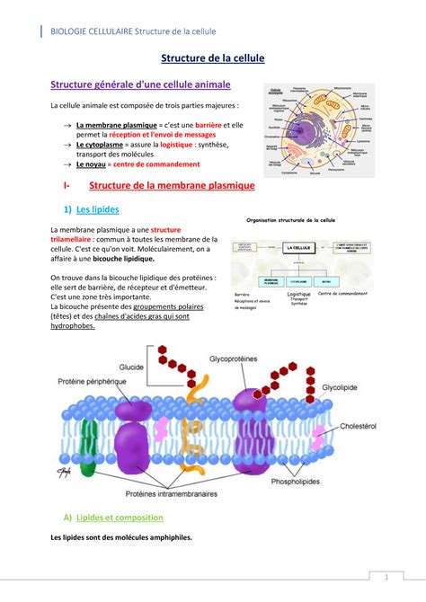 Cours De Biologie Cellulaire Membrane Plasmique Et Noyau Structure
