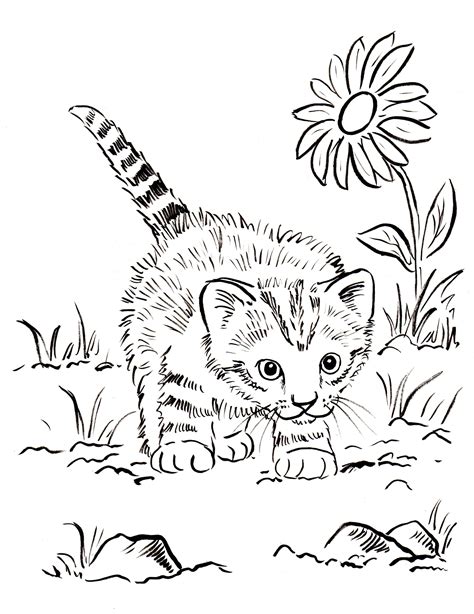 Real Cat Coloring Pages at GetColorings.com | Free printable colorings