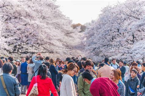 Hanami Japan Cherry Blossoms Odyssey Traveller