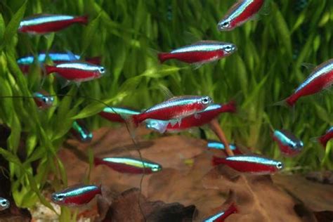 Cardinal Tetras Another Beautiful Schooling Fish That Loves Soft