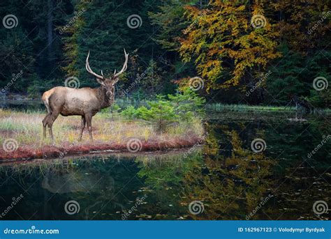 Beautiful Deer Stands On The Shore Of An Autumn Forest Lake Stock Image