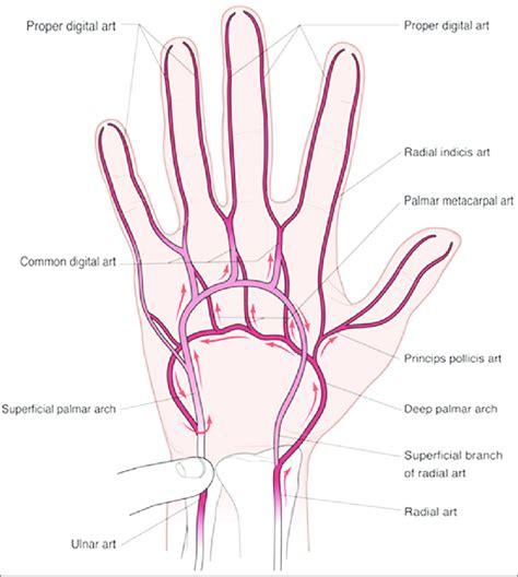 Guerra Estrictamente Mineral Hand Artery Anatomy Su Planes Escribe Un