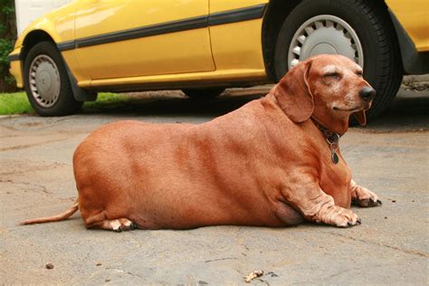 Dieting Dachshund Dennis Is On The Road To Recovery After His All Fast