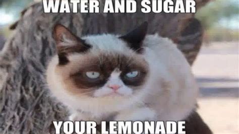 Here is latest collection funny cat memes. Grumpy Cat Memes Clean for Kids | Grumpy cat, Grumpy cat ...