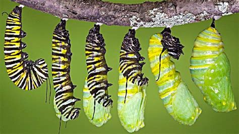 Monarch Caterpillar Creating Its Chrysalis Where It Will Pupate For