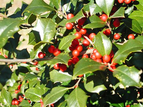 Red Berry American Holly Nature Photo Gallery
