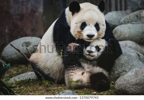 Giant Panda Mother Her Cub Chengdu Stock Photo Edit Now 1370079743