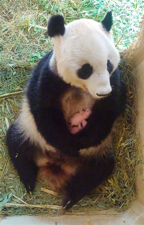 Zuchterfolg In Einem Europäischen Zoo Panda Mutter In Wien Bringt